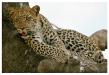 Serengeti leopard (Pour Claire, Ã§Ã  c'est du lÃ©opard !!)