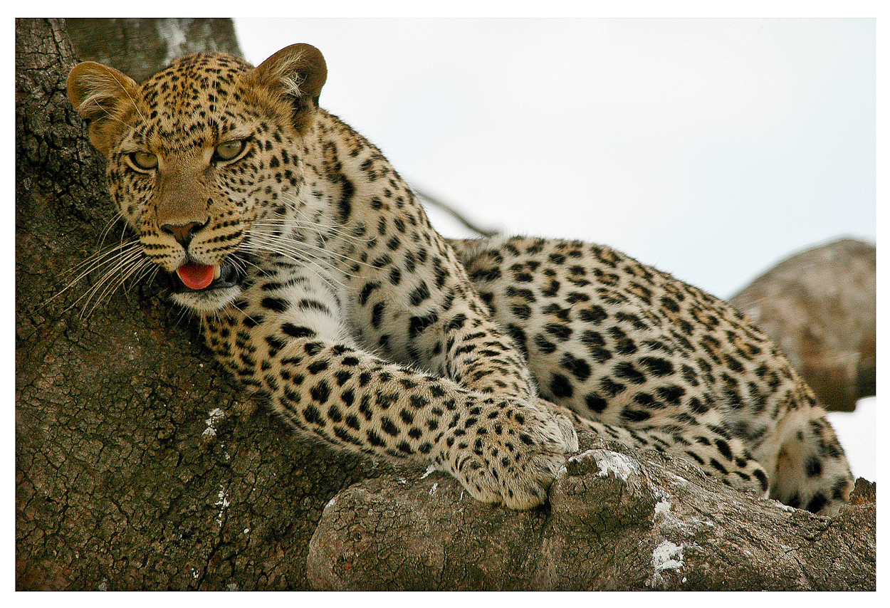 Serengeti leopard (Pour Claire, çà c'est du léopard !!)