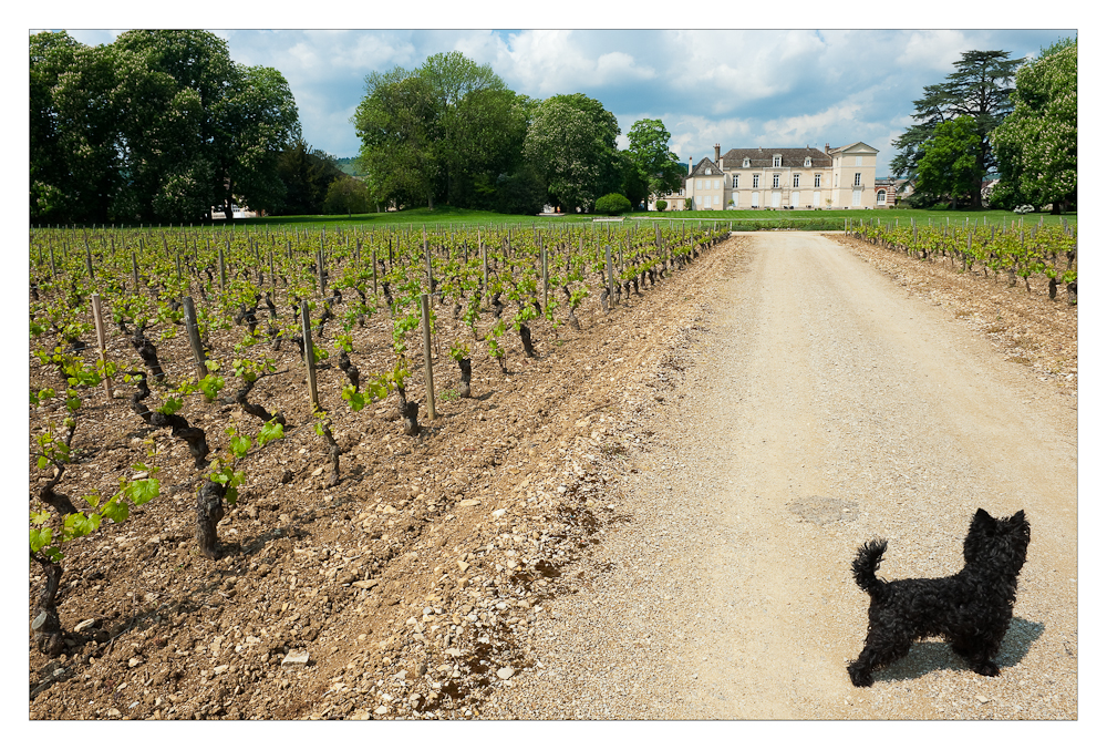 Les vignes de Meursault