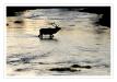 Elk crossing the river - Hayden valley - Yellowstone