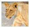 Une lionne à Chobe