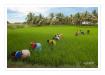 La plantation de riz